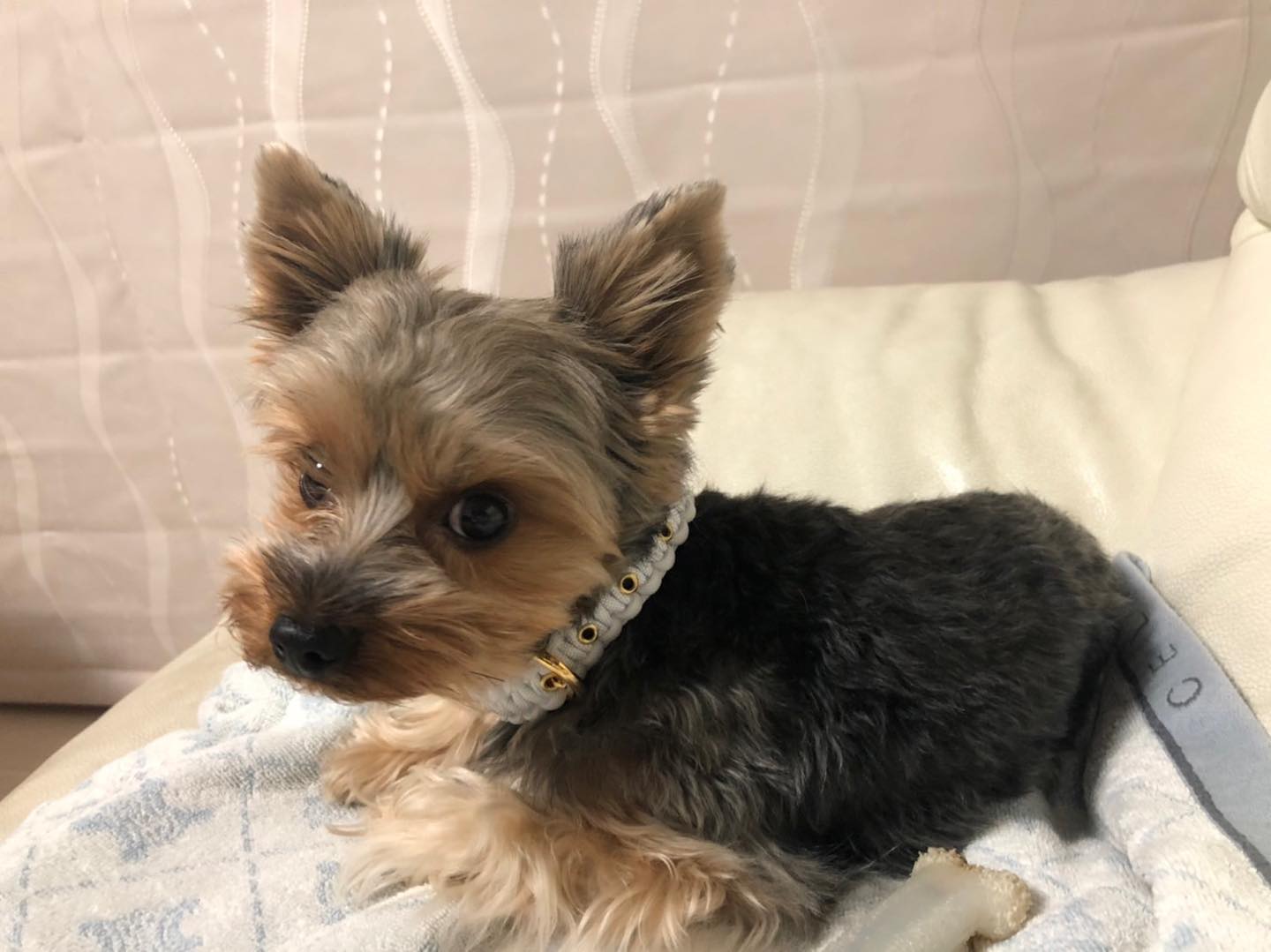 犬